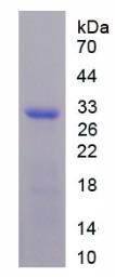 SDS-PAGE (JAG1-2348H).jpg